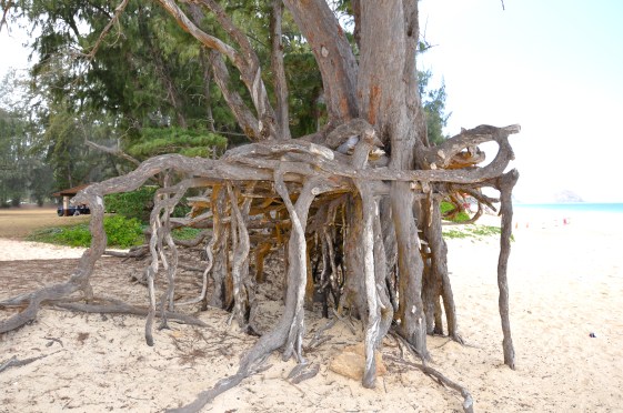 Neat_tree_roots_at_Bellows_Beach_Park_-_Oahu_-_Hawaiian_Islands_-_Hawaii,_USA.jpg