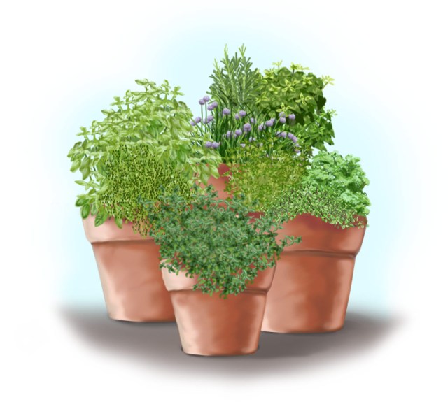herb-container-garden-front-web.jpg