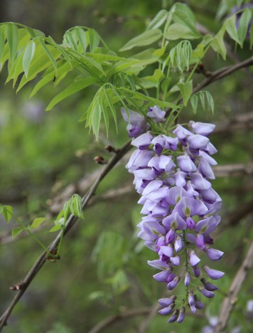 Wisteria_frutesc